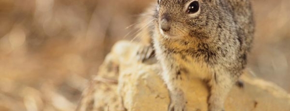 Squirrels Squirrel HP